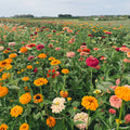 a field of bright zinnias on the flower farm